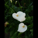 Callas im Garten unserer Unterkunft